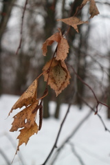 Betula pendula