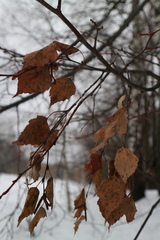 Betula pendula