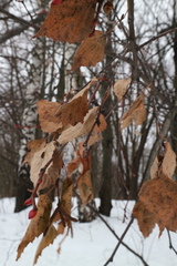 Betula pendula