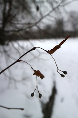 Tilia cordata