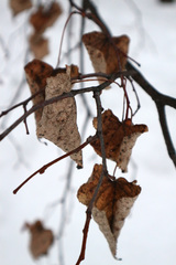 Tilia cordata