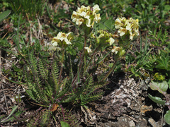 Pedicularis tuberosa