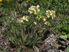Pedicularis tuberosa