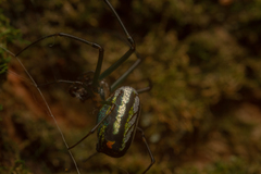 Leucauge