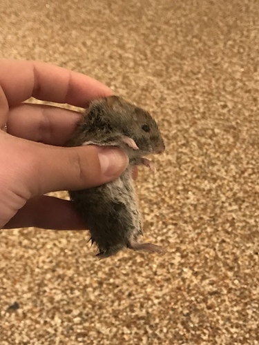 Western Meadow Vole, Division No. 6, CA-AB, CA, photo 7 of 10