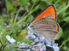 Lycaena hippothoe eurydame