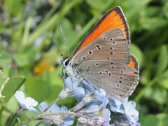 Lycaena hippothoe eurydame