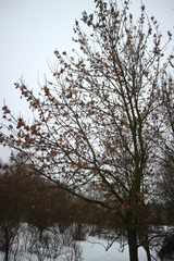 Fraxinus pennsylvanica