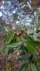 Sarcolaena codonochlamys