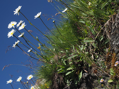 Leucanthemum heterophyllum