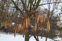 Fraxinus pennsylvanica