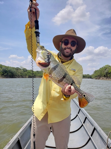 Speckled peacock bass (Cichla temensis) — Cichlidae