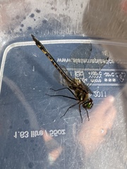 Hemicordulia armstrongi