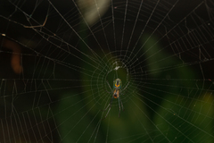 Leucauge