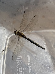 Hemicordulia armstrongi