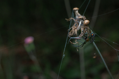 Leucauge