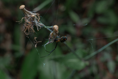Leucauge