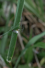 Leucauge