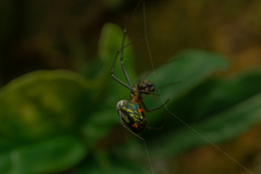 Leucauge