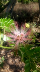 Albizia gummifera