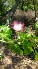Albizia gummifera