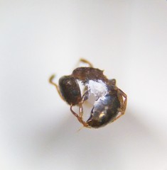 Temnothorax schaumii