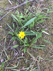 Coreopsis lanceolata