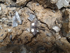 Theagenes albiplaga