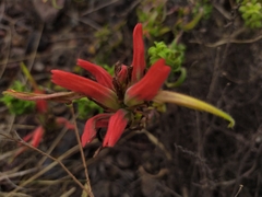 Castilleja tenuiflora