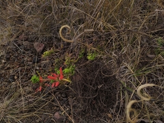 Castilleja tenuiflora