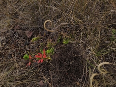 Castilleja tenuiflora