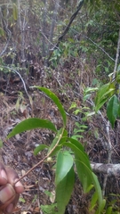 Aphloia theiformis