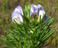 Psoralea ivumba