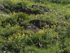 Potentilla grandiflora
