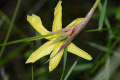 Bobartia robusta