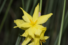 Bobartia robusta