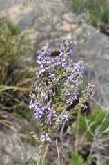 Olearia floribunda