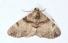 Syneora adelphodes