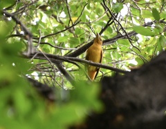 Aves