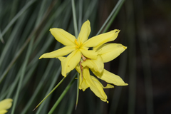 Bobartia robusta