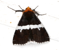 Buzara frontinus