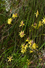 Bobartia robusta
