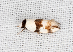 Zonopetala decisana