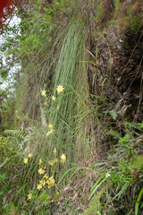 Bobartia robusta