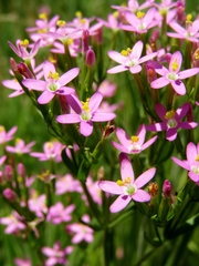 Zeltnera muehlenbergii