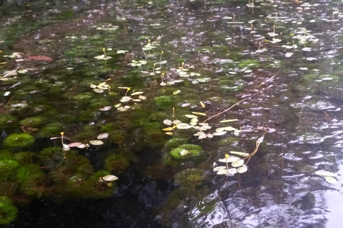 Image of Cabomba aquatica by (c) Chantal Landburg, some rights reserved (CC BY)