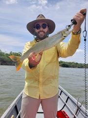 Boulengerella cuvieri