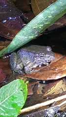 Leptodactylus ventrimaculatus