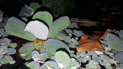 Dendropsophus carnifex