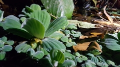 Dendropsophus carnifex